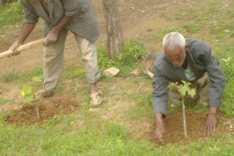 The biofuel reafforestation program started with planting trees on degraded areas.