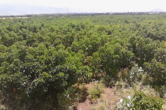 By 2014, most of the trees had reached maturity and started seeding