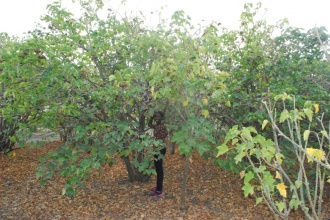 By 2014, most of the trees had reached maturity and started seeding