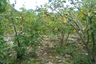 The reafforestation program has proved a success story for most of the areas planted with Jatopha trees