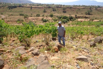 Even in very harsh conditions, the jatropha trees persist and grow