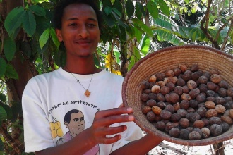 Mature castor tree in Tigray and a harvest from a candle nut tree