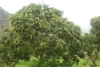 Mature croton tree