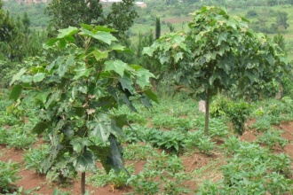 Candle nut trees intercropped with other food crops