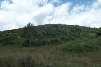 Candlenut trees on a hillside