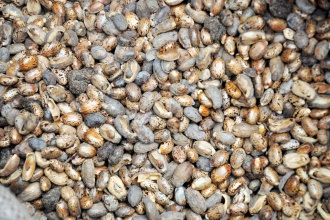 Castor seeds harvested from the farm in Namalu Karamoja